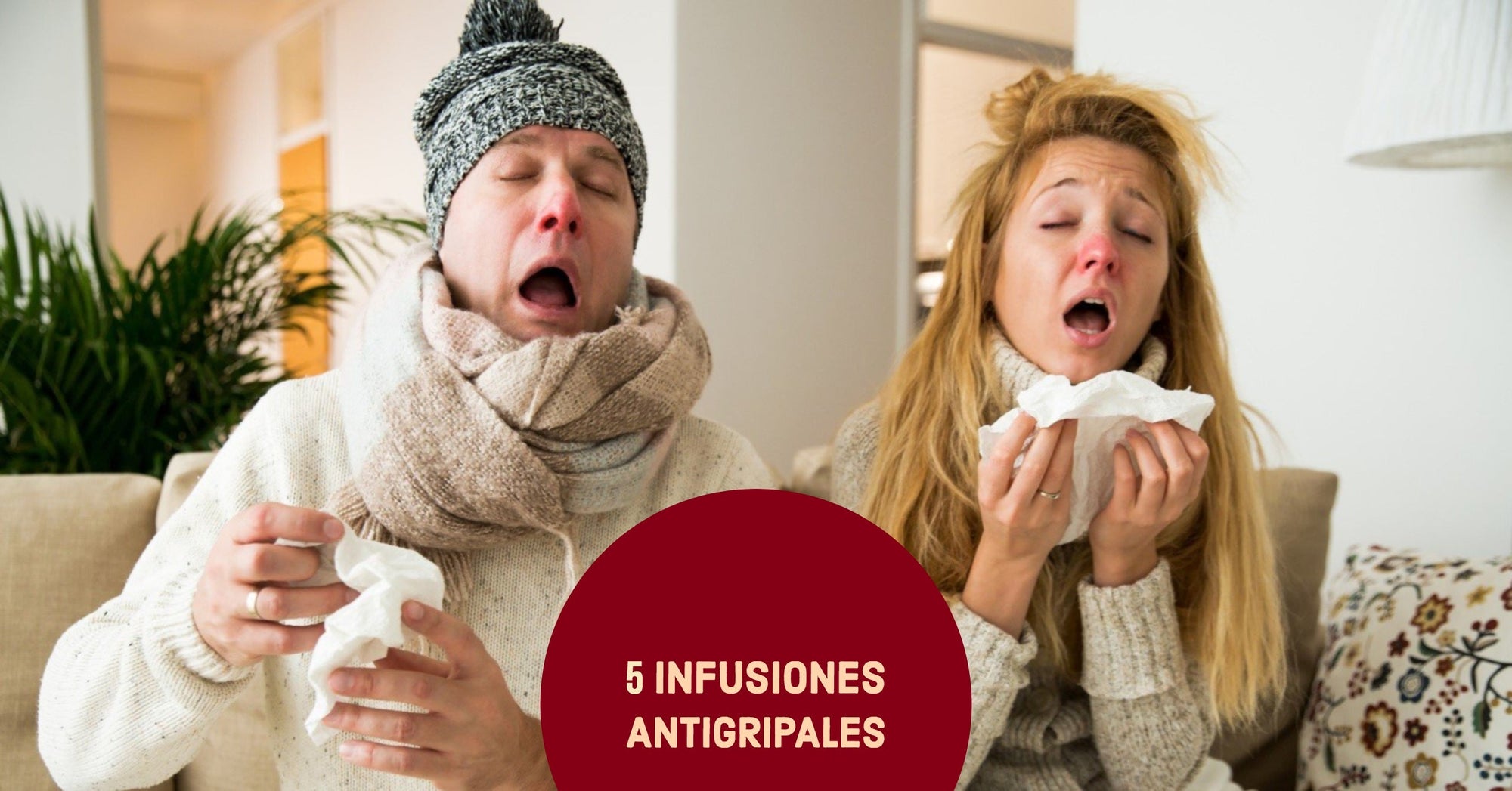 5 tés e infusiones de hierbas antigripales