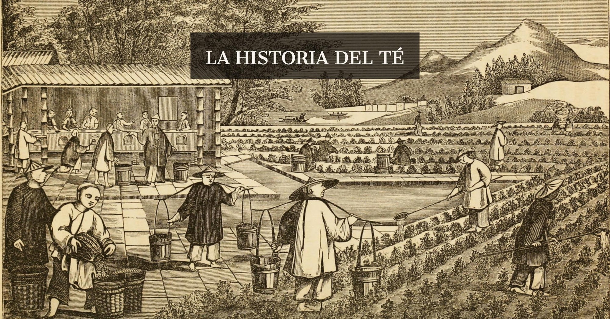 La Historia del Té