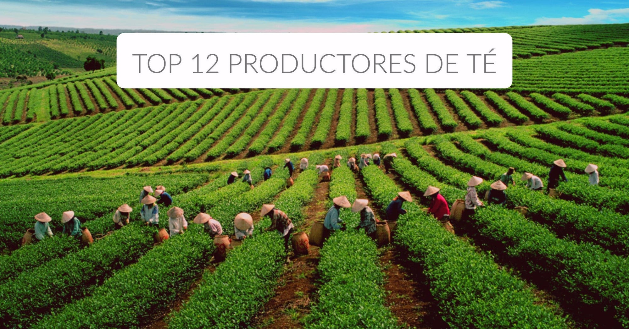 Orígenes del té: Top 12 países productores de té
