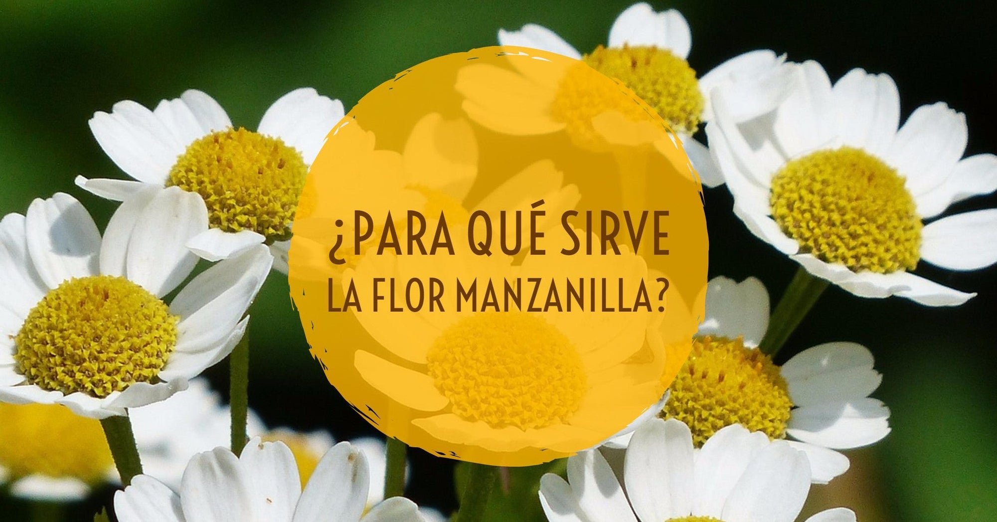 Para qué sirve la flor manzanilla