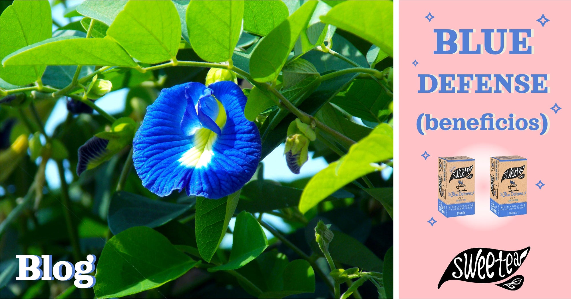 Salud y Glamour: Nuestro Nuevo Té Blue Defense