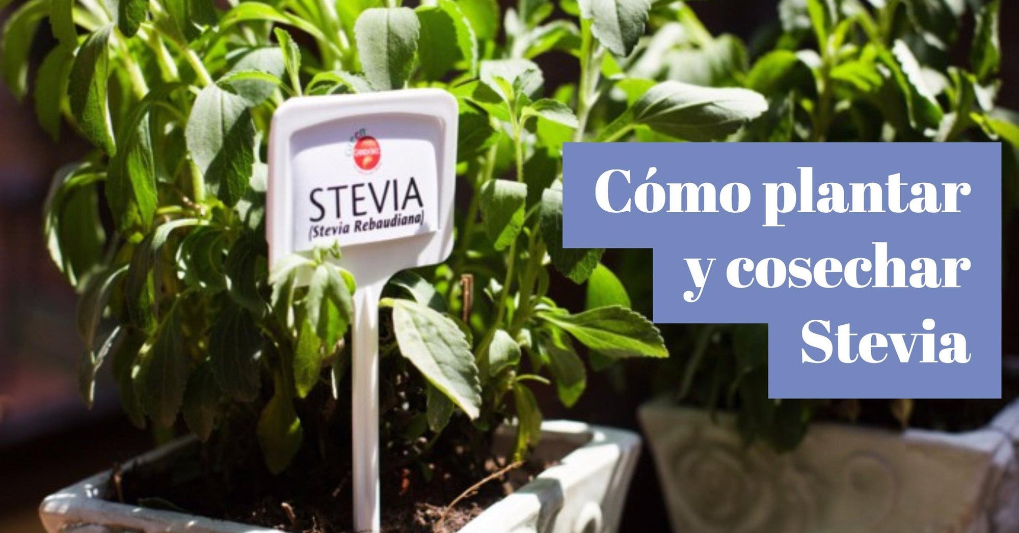 Cómo plantar y cultivar tu propia planta de stevia
