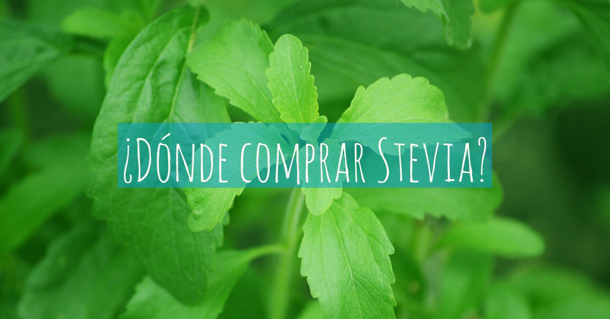 ¿Dónde comprar Stevia?: Conoce la planta Stevia y dónde encontrarla.